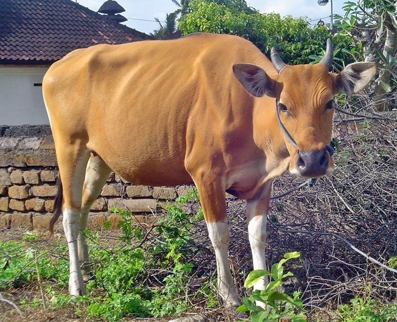 Gambar komoditi